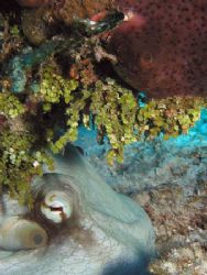 Octopus Hiding Under a Reef - Glovers Atoll, Belize. Olym... by George Smorse 